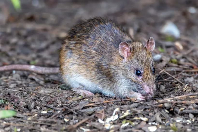 Brown rat foraging on the ground, the rodent most commonly found around Nairobi homes and businesses