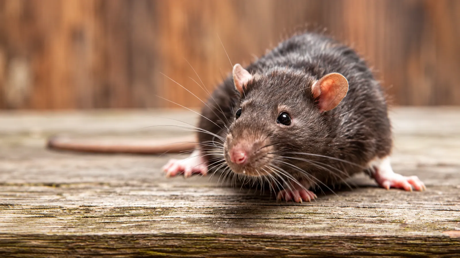 Rat on a wooden floor